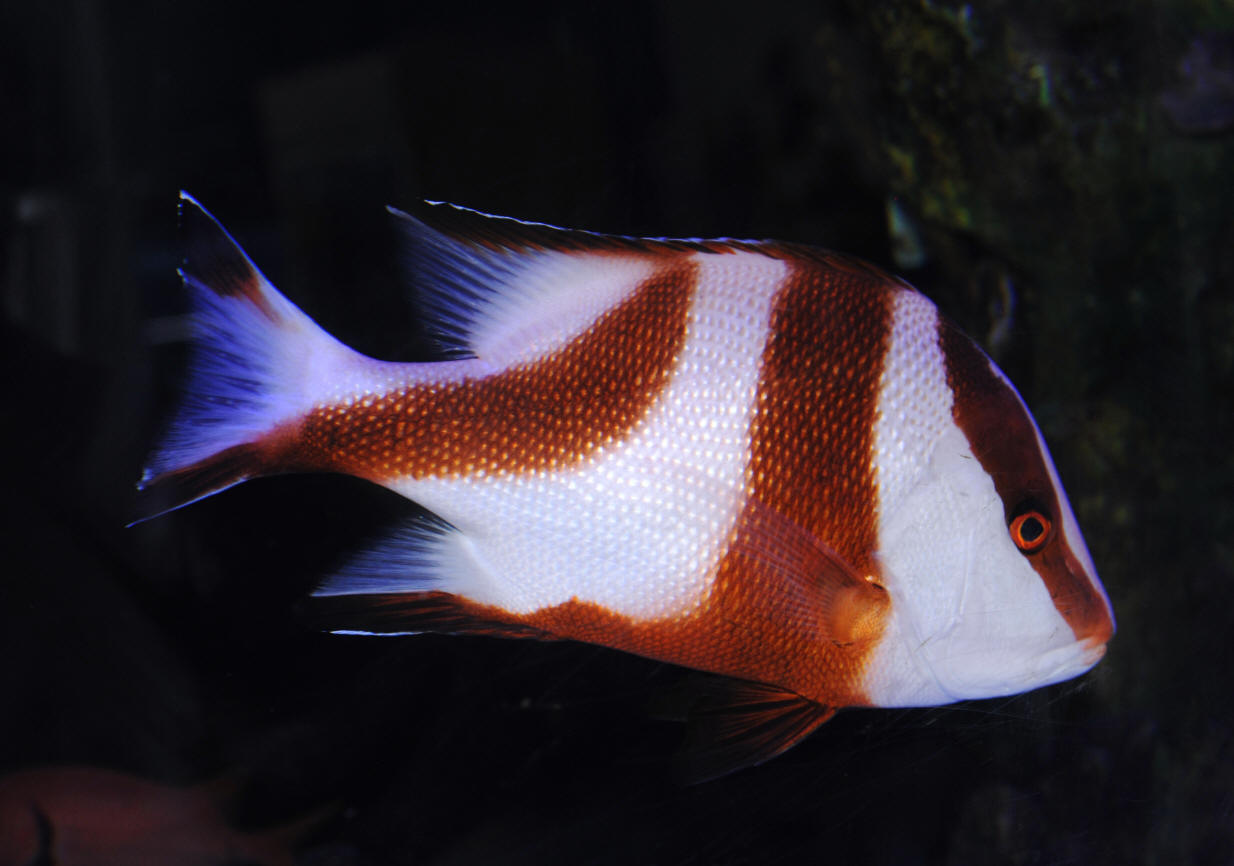 Lutjanus sebae (Cuvier, 1816)